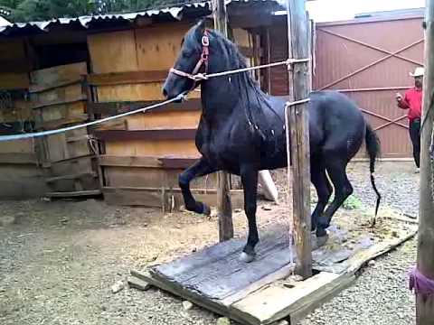 CUAFRISIAN ARTEAGA MICHOACAN - YouTube