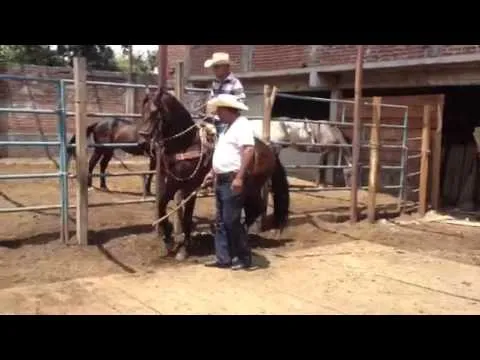Cuafrisian bailando - YouTube