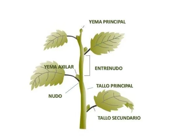 cuantas-partes-tienen-las- ...