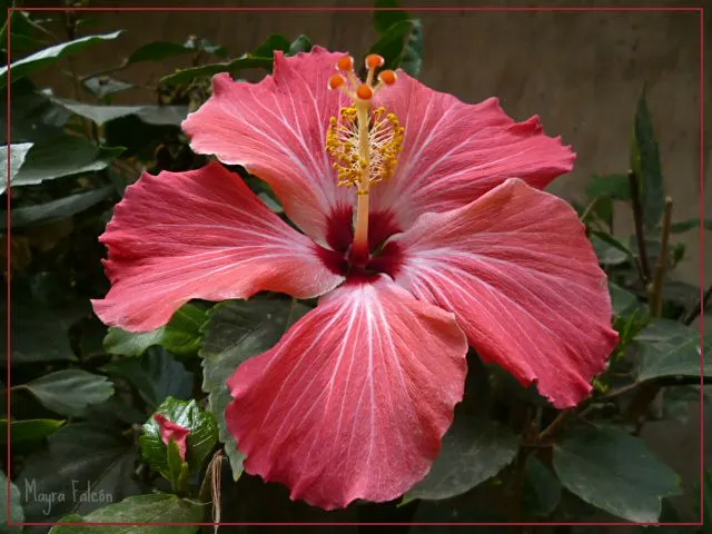 Cucarda Roja - Red Cucarda | Flickr - Photo Sharing! Cucarda Roja - Red Cucarda | Flickr - Photo Sharing!