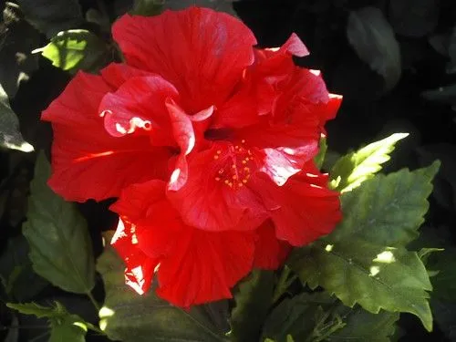 Cucarda/Hibisco (flores de Azapa) | Flickr - Photo Sharing! Cucarda/Hibisco (flores de Azapa) | Flickr - Photo Sharing!