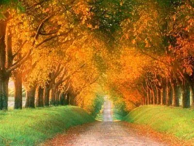 Cuento: EL BOSQUE- Autor: Silvia Fernandez - Este es un aporte ... Cuento: EL BOSQUE- Autor: Silvia Fernandez - Este es un aporte ...