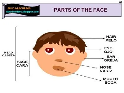 TE CUENTO UN CUENTO: Partes de la cara en inglés TE CUENTO UN CUENTO: Partes de la cara en inglés