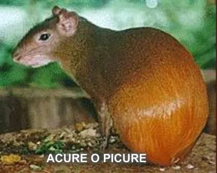 CUENTOS BREVES (ANECDOTICOS) A LA CAZA DE UN ACURE CUENTOS BREVES (ANECDOTICOS) A LA CAZA DE UN ACURE