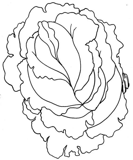 CuentosDeDonCoco.Com: DIBUJO DE LA LECHUGA PARA COLOREAR CuentosDeDonCoco.Com: DIBUJO DE LA LECHUGA PARA COLOREAR