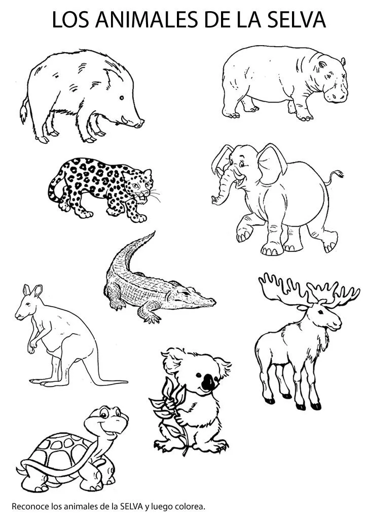 Cuentos de Don Coco: ANIMALES DE LA SELVA PARA COLOREAR PARA NIÑOS ... Cuentos de Don Coco: ANIMALES DE LA SELVA PARA COLOREAR PARA NIÑOS ...