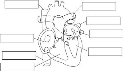 Cuentos de Don Coco: DIBUJO DEL CORAZÓN PARA COMPLETAR Y COLOREAR ... Cuentos de Don Coco: DIBUJO DEL CORAZÓN PARA COMPLETAR Y COLOREAR ...