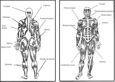 Cuentos de Don Coco: RESUMEN DEL SISTEMA MUSCULAR || Cuentos ... Cuentos de Don Coco: RESUMEN DEL SISTEMA MUSCULAR || Cuentos ...