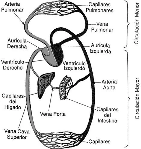 Cuentos de Don Coco: SISTEMA CIRCULATORIO PARA NIÑOS - APARATO ... Cuentos de Don Coco: SISTEMA CIRCULATORIO PARA NIÑOS - APARATO ...
