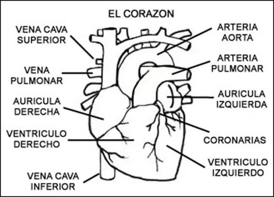 Cuentos de Don Coco: SISTEMA CIRCULATORIO RESUMEN - APARATO ... Cuentos de Don Coco: SISTEMA CIRCULATORIO RESUMEN - APARATO ...