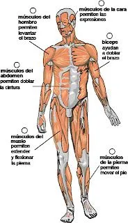 Cuentos de Don Coco: EL SISTEMA MUSCULAR RESUMEN || Cuentos ... Cuentos de Don Coco: EL SISTEMA MUSCULAR RESUMEN || Cuentos ...
