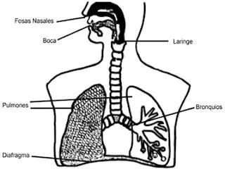 Cuentos de Don Coco: SISTEMA RESPIRATORIO RESUMEN - APARATO ... Cuentos de Don Coco: SISTEMA RESPIRATORIO RESUMEN - APARATO ...