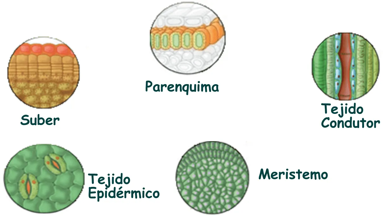 Cuentos de Don Coco: TEJIDOS VEGETALES RESUMEN || Cuentos ... Cuentos de Don Coco: TEJIDOS VEGETALES RESUMEN || Cuentos ...