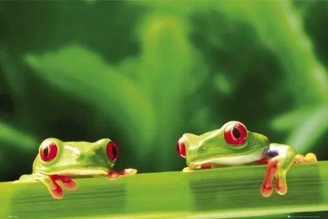 Ranas bonitas - Imagui