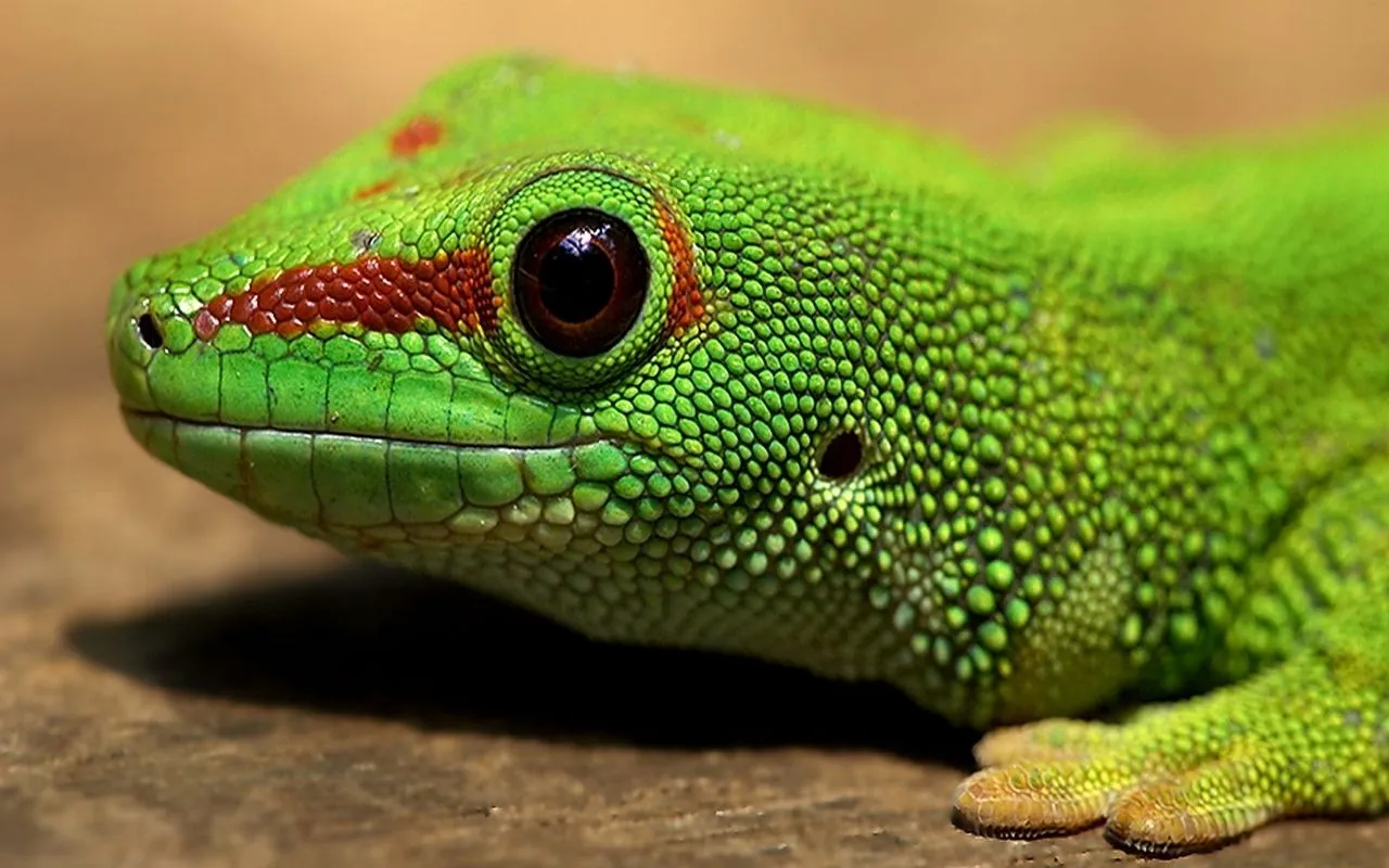 Cuentos Para Niños: Juanija Lagartija Cuentos Para Niños: Juanija Lagartija