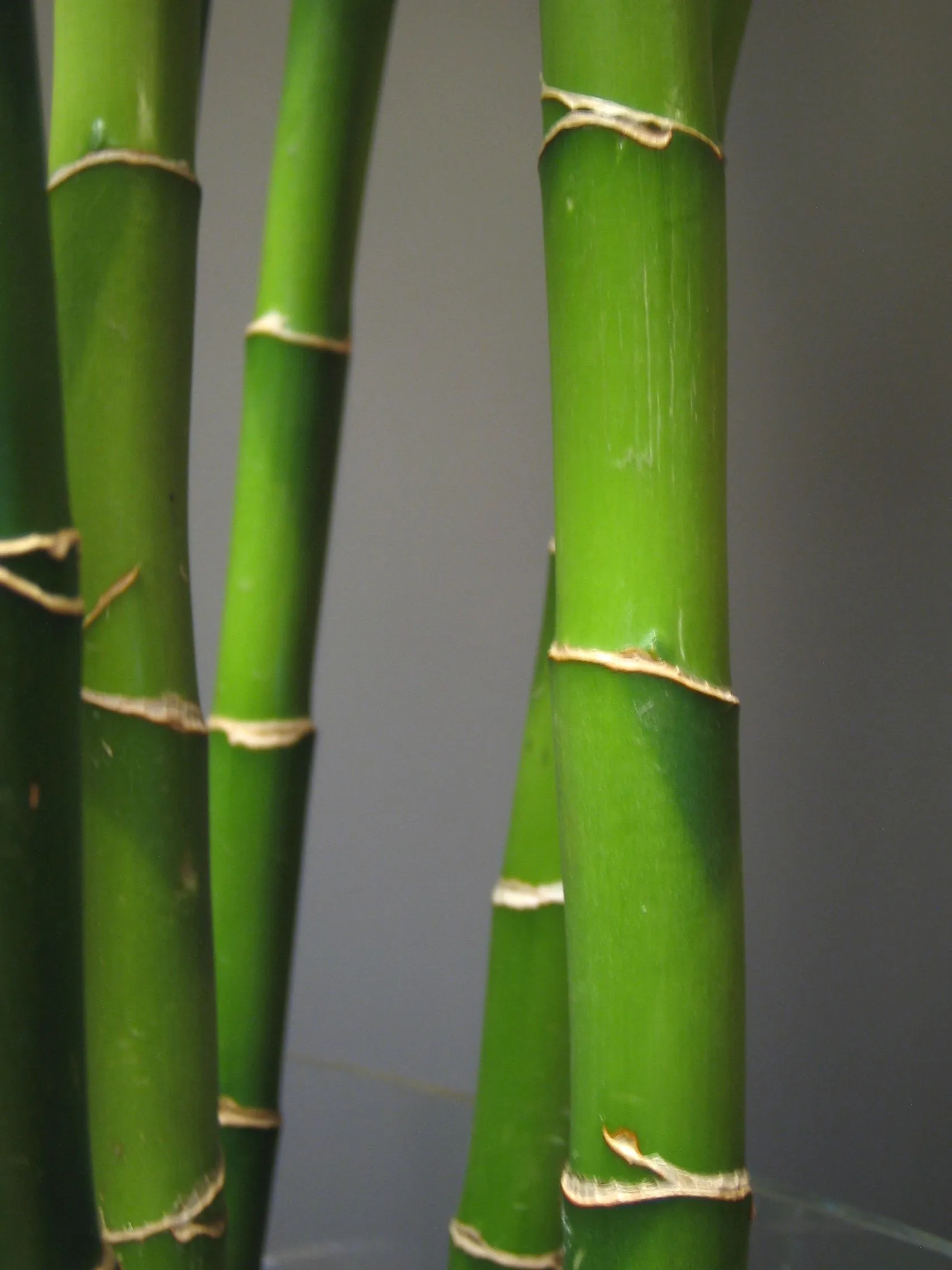 Cuentos para reflexionar: el bambú japonés | descubriendo talento Cuentos para reflexionar: el bambú japonés | descubriendo talento