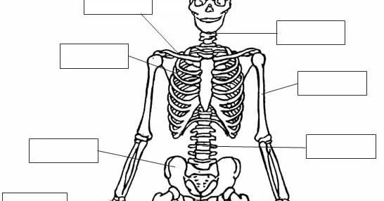 CuentosDeDonCoco.Com: FICHA DEL SISTEMA ÓSEO PARA COLOREAR Y ...
