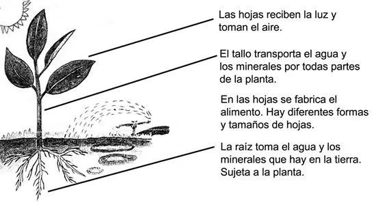 CuentosDeDonCoco.Com: FUNCIONES DE LAS PLANTAS - RESUMEN - PARA NIÑOS