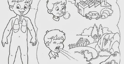 CuentosDeDonCoco.Com: EL SISTEMA RESPIRATORIO PARA COLOREAR PARA NIÑOS