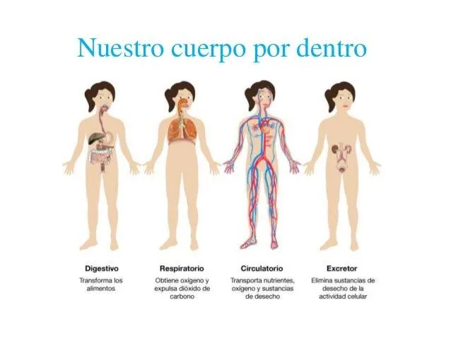 Nuestro cuerpo por dentro 1