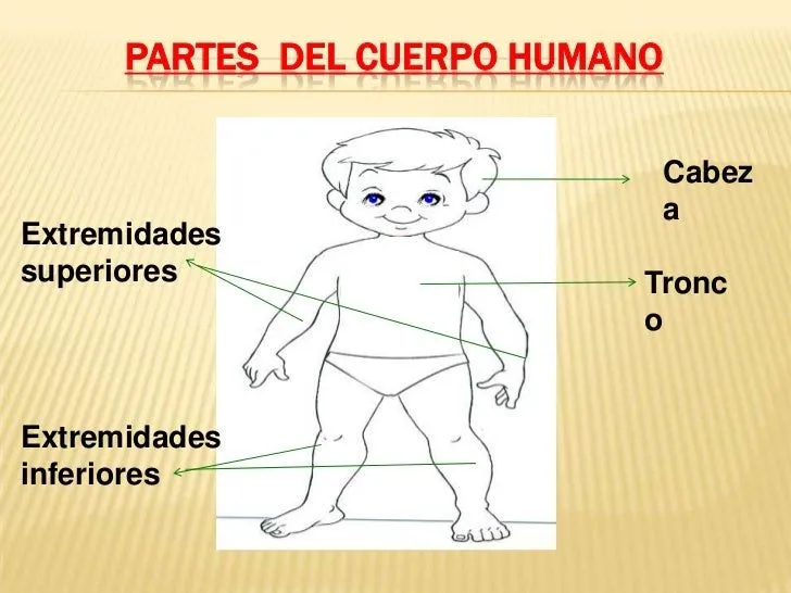 el-cuerpo-humano-2-728.jpg?cb= ...