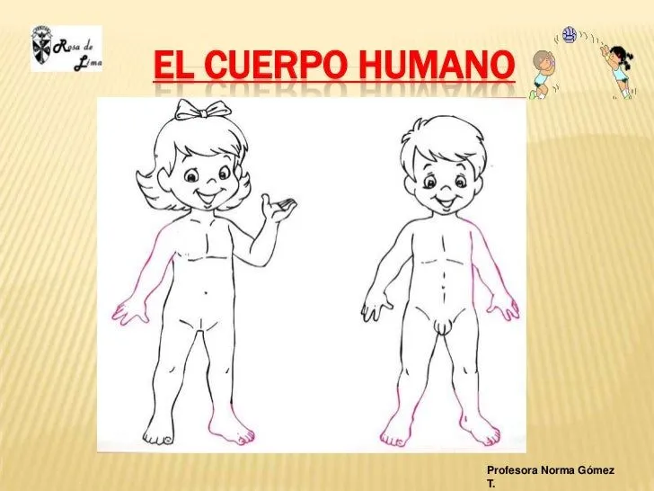 El cuerpo humano