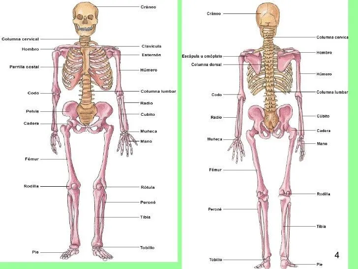 El cuerpo humano