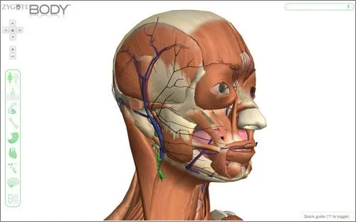 Fotos de el cuerpo humano por dentro - Imagui