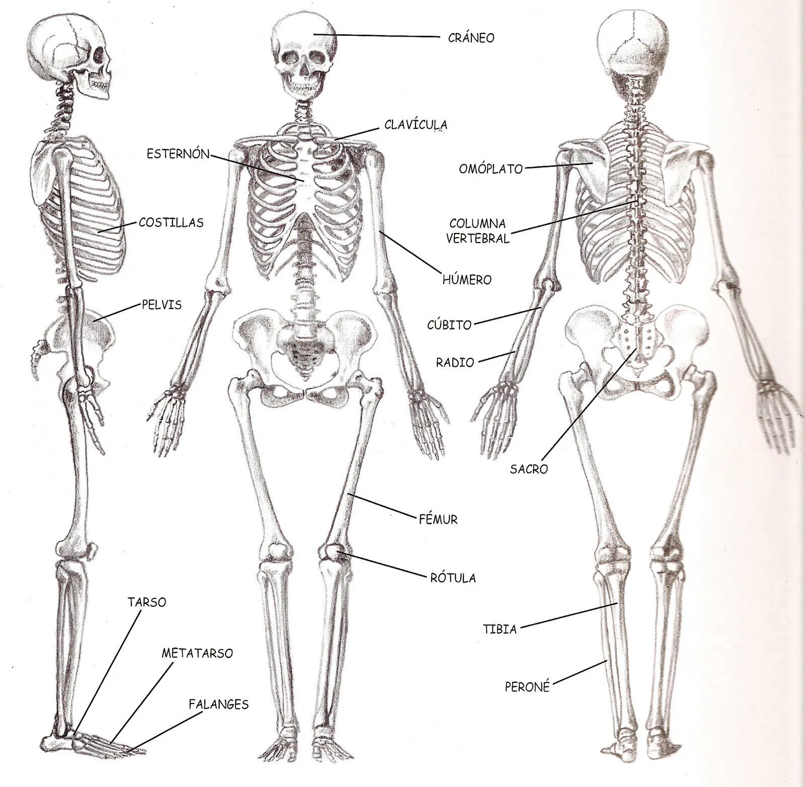 El Cuerpo Humano