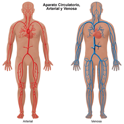 CUERPO HUMANO: APARATO CIRCULATORIO