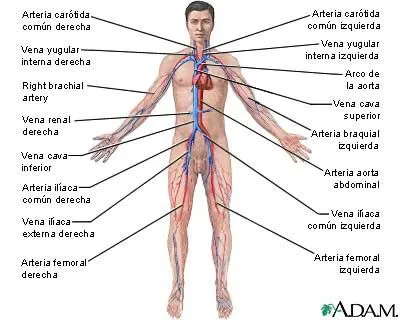CUERPO HUMANO: APARATO CIRCULATORIO