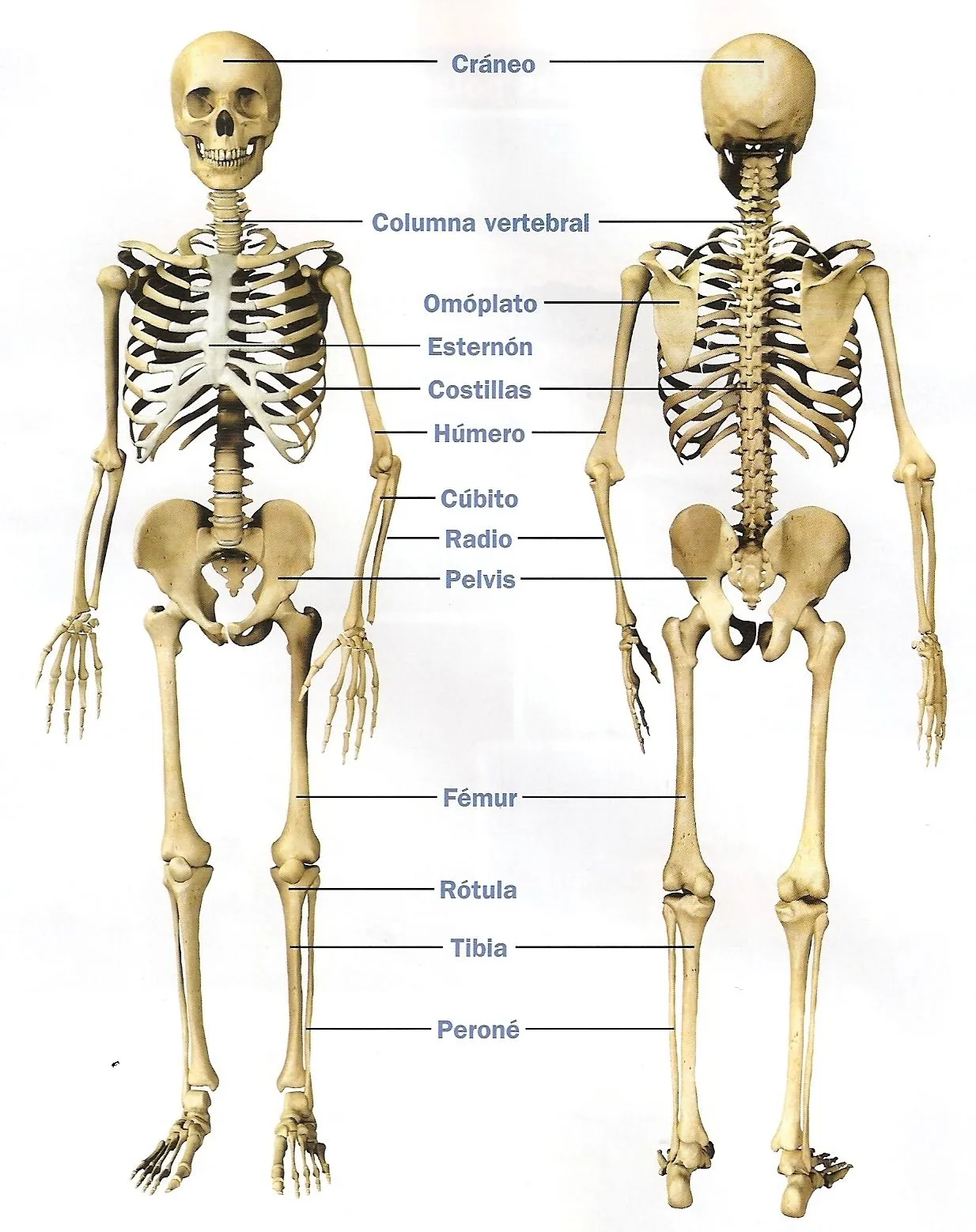 EL CUERPO HUMANO - NUESTRO APARATO LOCOMOTOR EL CUERPO HUMANO - NUESTRO APARATO LOCOMOTOR