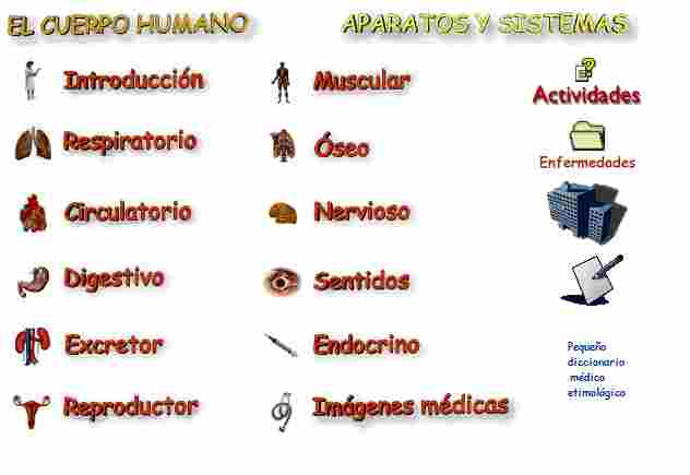 Dibujos de los sistemas del cuerpo humano para niños - Imagui Dibujos de los sistemas del cuerpo humano para niños - Imagui