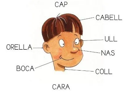 El cuerpo humano (catalán) - Didactalia: material educativo