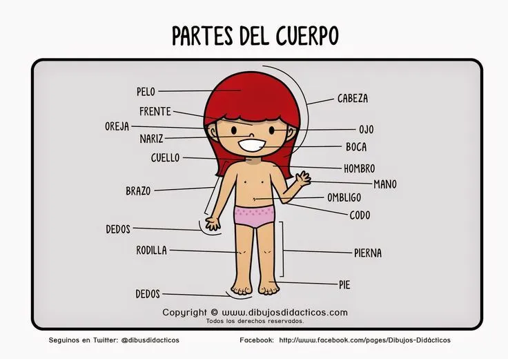 Cuerpo Humano: Conocemos Y Trabajamos | Esquema corporal ...