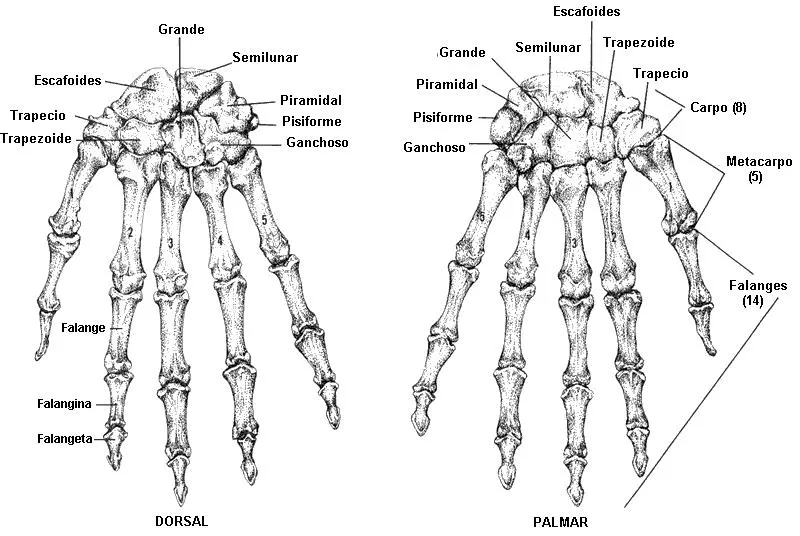 CUERPO HUMANO: DIBUJO DE LOS HUESOS DE LA MANO