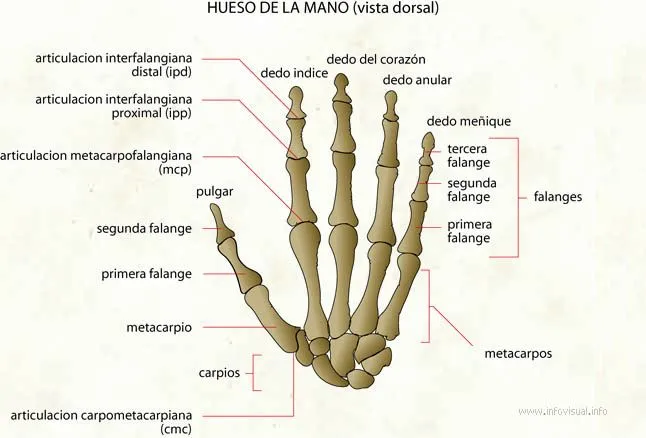 CUERPO HUMANO: DIBUJO DE LOS HUESOS DE LA MANO