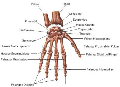 CUERPO HUMANO: DIBUJO DE LOS HUESOS DE LA MANO