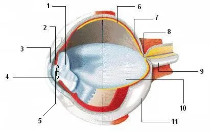 Dibujo ojo humano - Imagui