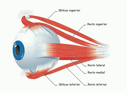 Ojo humano y sus partes para niños - Imagui