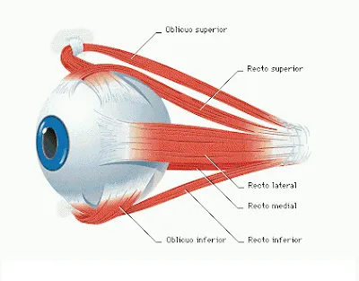 CUERPO HUMANO: DIBUJO DEL OJO HUMANO Y SUS PARTES CUERPO HUMANO: DIBUJO DEL OJO HUMANO Y SUS PARTES