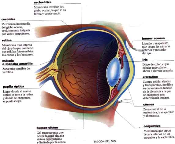 CUERPO HUMANO: DIBUJO DEL OJO HUMANO Y SUS PARTES CUERPO HUMANO: DIBUJO DEL OJO HUMANO Y SUS PARTES