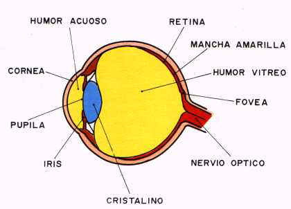 CUERPO HUMANO: DIBUJO DEL OJO HUMANO Y SUS PARTES