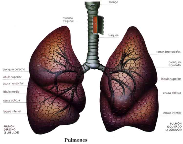CUERPO HUMANO: DIBUJO DE LOS PULMONES