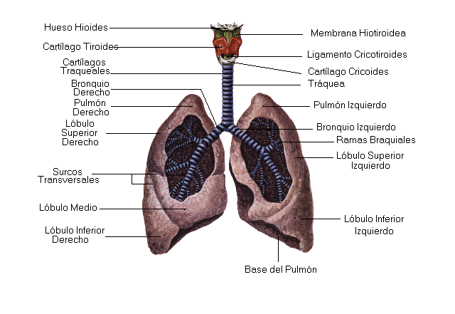 CUERPO HUMANO: DIBUJO DE LOS PULMONES