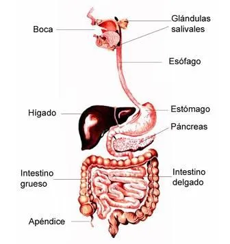 CUERPO HUMANO: DIBUJO DEL SISTEMA DIGESTIVO