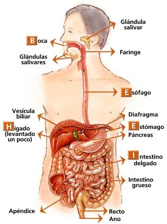 CUERPO HUMANO: DIBUJO DEL SISTEMA DIGESTIVO CUERPO HUMANO: DIBUJO DEL SISTEMA DIGESTIVO