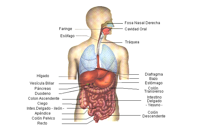 CUERPO HUMANO: DIBUJO DEL SISTEMA DIGESTIVO