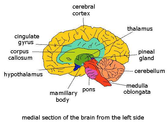 CUERPO HUMANO: DIBUJO DE LAS ZONAS DEL CEREBRO