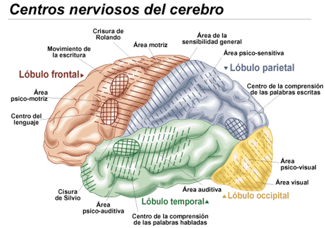 CUERPO HUMANO: DIBUJO DE LAS ZONAS DEL CEREBRO